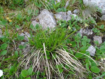 Carex sempervirens, photographed by Grzegorz Grzejszczak