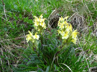 Pedicularis oederi, photographed by Grzegorz Grzejszczak
