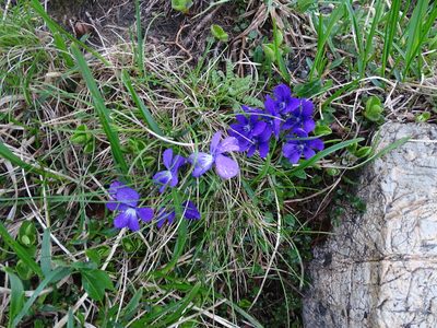 Viola alpina, photographed by Grzegorz Grzejszczak