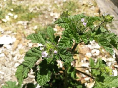 Fuertesimalva limensis, photographed by sandy-espinozaf