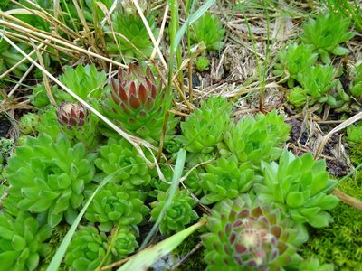 Sempervivum carpathicum, photographed by Grzegorz Grzejszczak