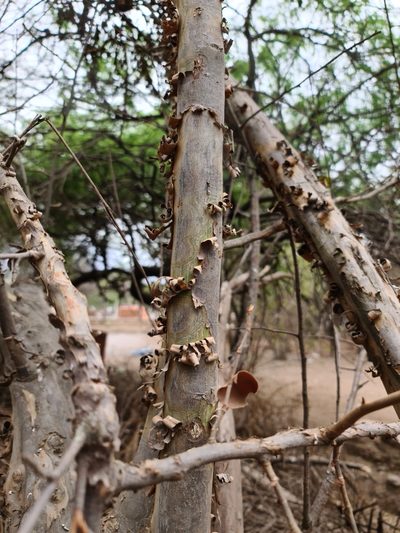 Salta triflora, photographed by Sol Quipildor