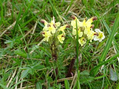 Pedicularis oederi, photographed by Grzegorz Grzejszczak