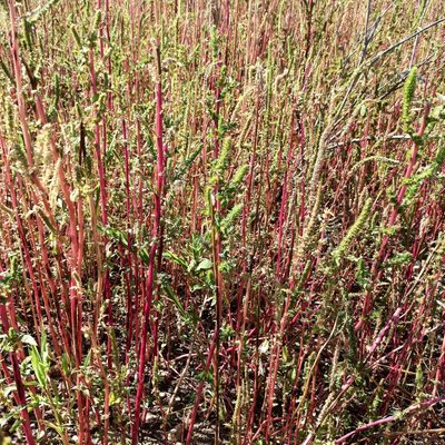 Amaranthus hybridus, photographed by Juan Carlos Fonseca Mata
