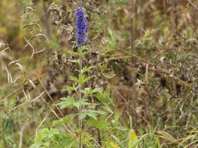 Delphinium retropilosum, photographed by Andrew Bazdyrev