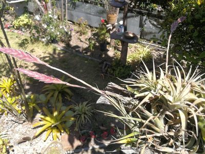 Tillandsia incarnata, photographed by sandy-espinozaf
