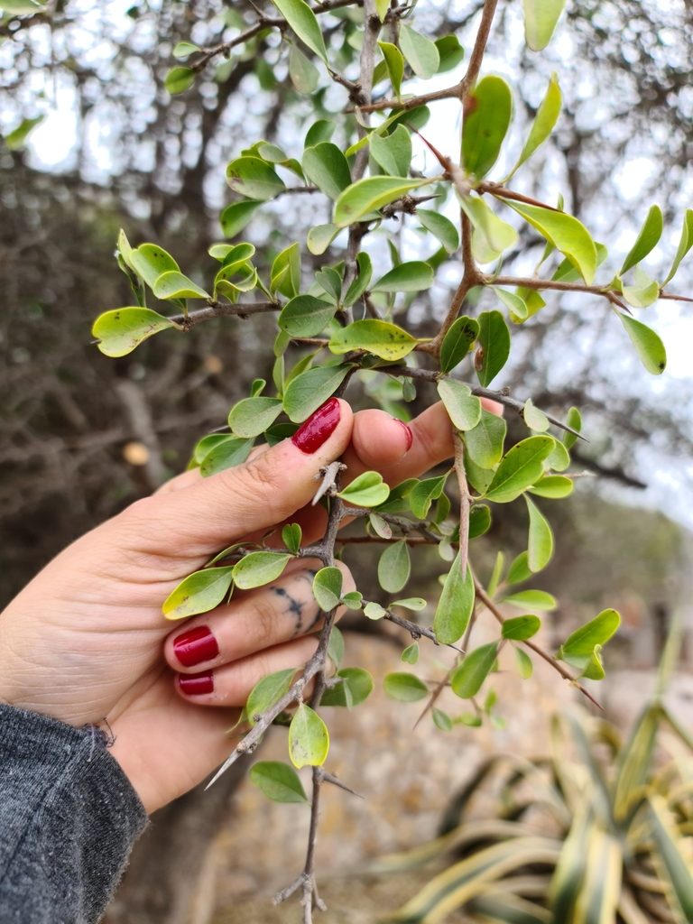 Condalia buxifolia, photographed by Sol Quipildor
