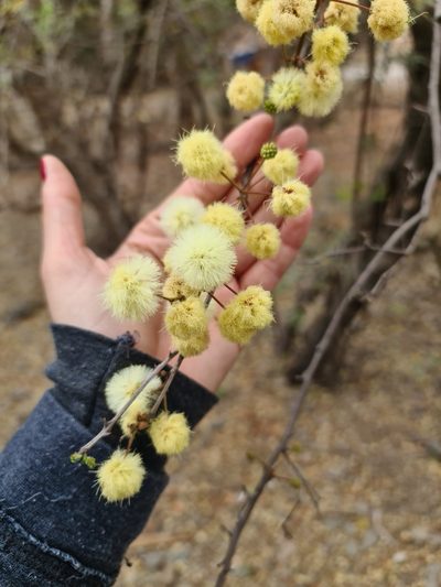 Senegalia tucumanensis, photographed by Sol Quipildor