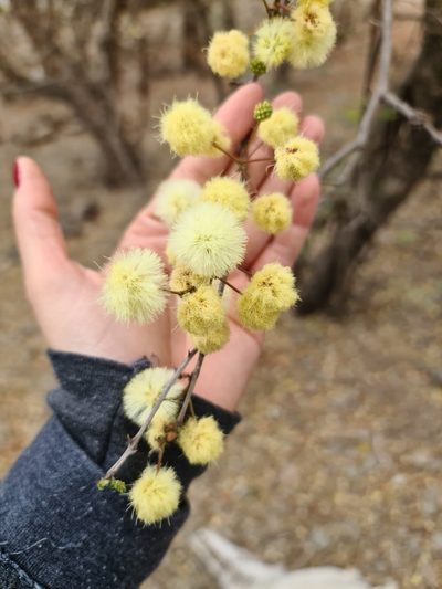 Senegalia tucumanensis, photographed by Sol Quipildor