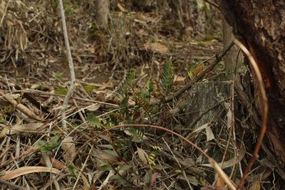 Pleopeltis orientalis, photographed by Andrés Ramírez-Barrera