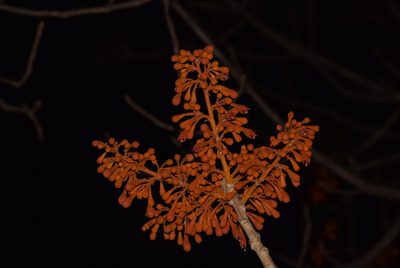 Firmiana colorata, photographed by Ansil B.R.