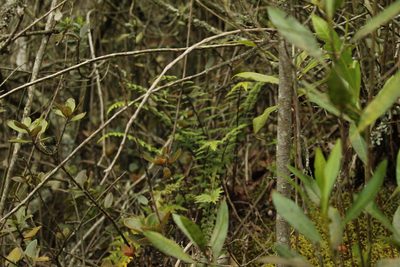 Asplenium praemorsum, photographed by Andrés Ramírez-Barrera