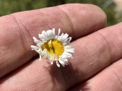 Erigeron oreophilus, photographed by CK2AZ