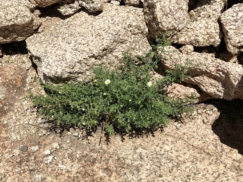 Erigeron oreophilus, photographed by CK2AZ
