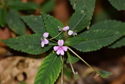 Impatiens dasysperma, photographed by Ansil B.R.