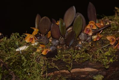 Bulbophyllum stocksii, photographed by Ansil B.R.