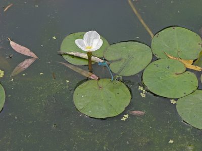 Hydrocharis dubia, photographed by Oleg Kosterin