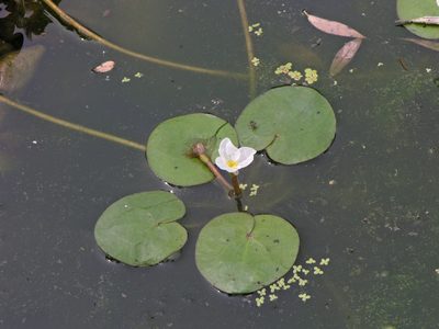 Hydrocharis dubia, photographed by Oleg Kosterin