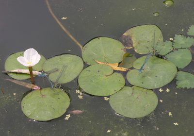 Hydrocharis dubia, photographed by Oleg Kosterin