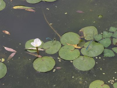 Hydrocharis dubia, photographed by Oleg Kosterin