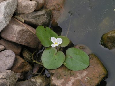 Hydrocharis dubia, photographed by Oleg Kosterin