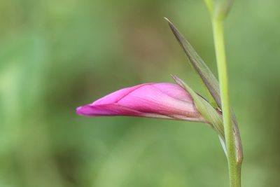 Gladiolus communis, photographed by Holger Braun