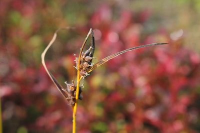 Carex houghtoniana, photographed by Quinten Wiegersma