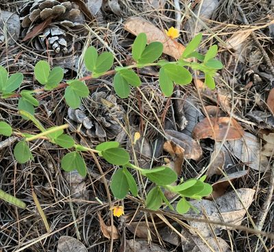 Chamaecrista rotundifolia, photographed by natalie