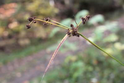 Scirpus hattorianus, photographed by Quinten Wiegersma