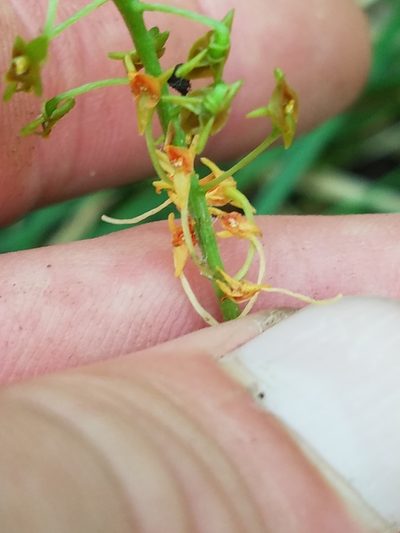 Malaxis spicata, photographed by Scott Ward