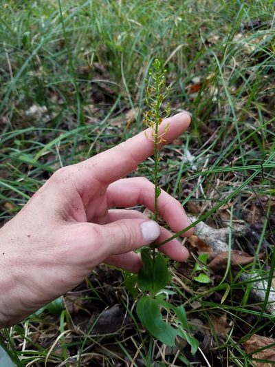 Malaxis spicata, photographed by Scott Ward