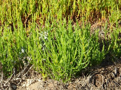 Salicornia ramosissima, photographed by Duarte Frade