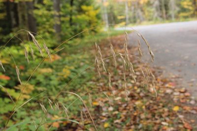 Bromus ciliatus, photographed by Quinten Wiegersma
