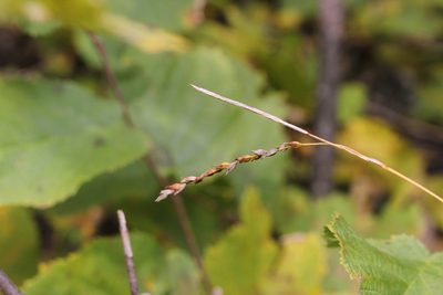 Carex arctata, photographed by Quinten Wiegersma