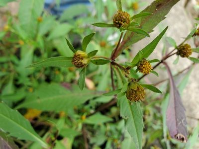 Bidens connata, photographed by Tom Field