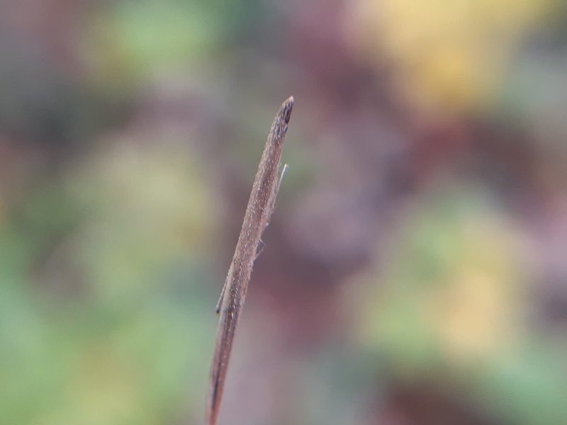 Brachyelytrum aristosum, photographed by Quinten Wiegersma