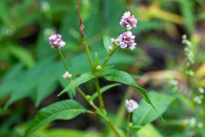 Persicaria pensylvanica, photographed by threelark