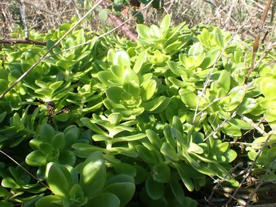 Sedum confusum, photographed by Robert H. Wardell