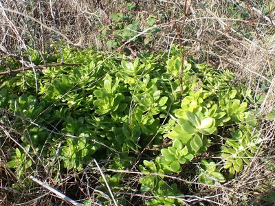 Sedum confusum, photographed by Robert H. Wardell