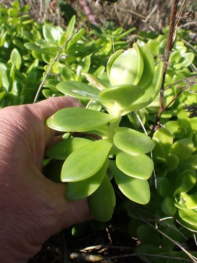 Sedum confusum, photographed by Robert H. Wardell
