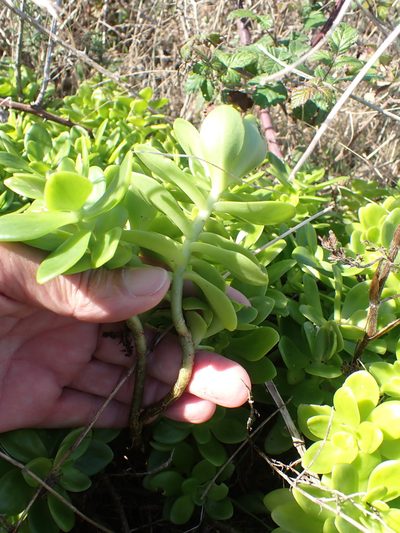 Sedum confusum, photographed by Robert H. Wardell