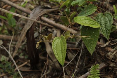 Smilax tomentosa, photographed by Andrés Ramírez-Barrera