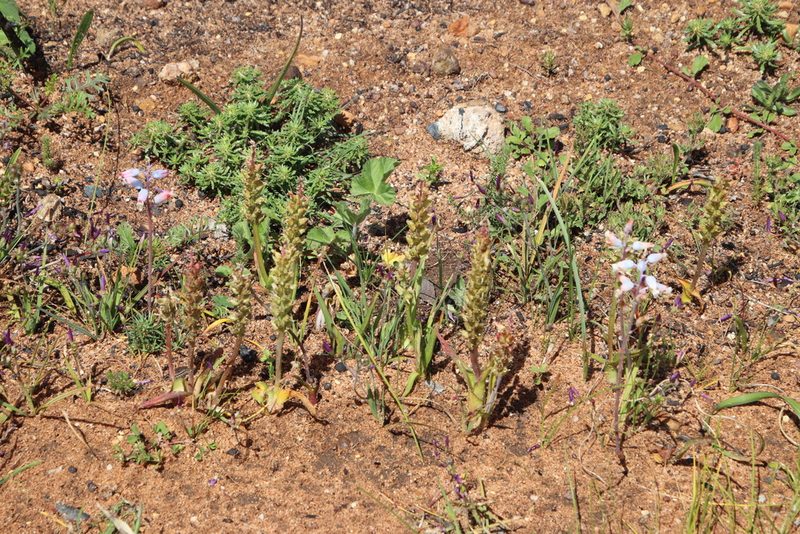 Lachenalia longibracteata, photographed by Tony Rebelo