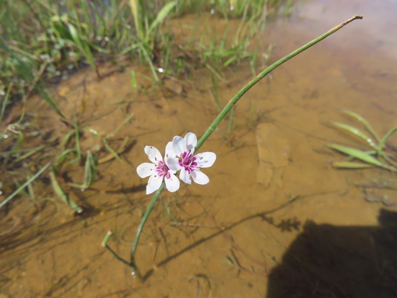 Wurmbea stricta, photographed by linkie