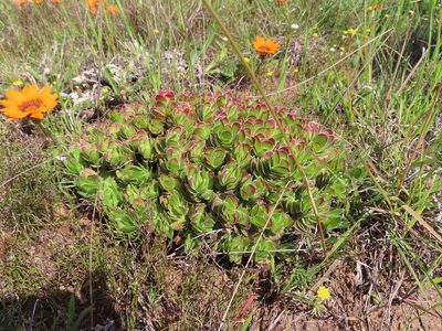 Crassula fallax, photographed by linkie