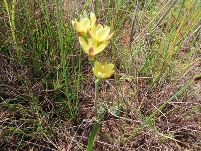 Geissorhiza ornithogaloides, photographed by linkie
