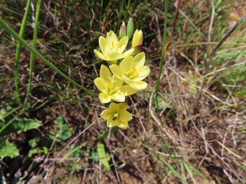 Geissorhiza ornithogaloides, photographed by linkie