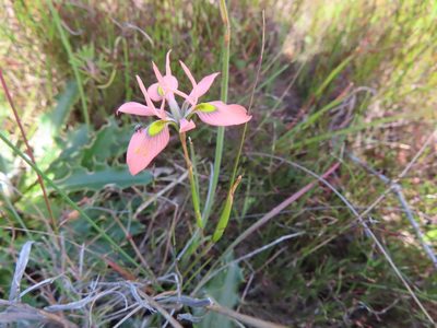 Moraea papilionacea, photographed by linkie