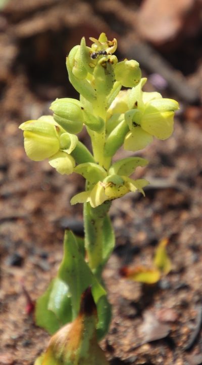 Pterygodium afrum, photographed by Tony Rebelo