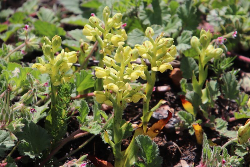 Pterygodium afrum, photographed by Tony Rebelo